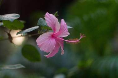 Palm Trees Ayurvedic Heritage