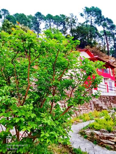Binsar Jungle House