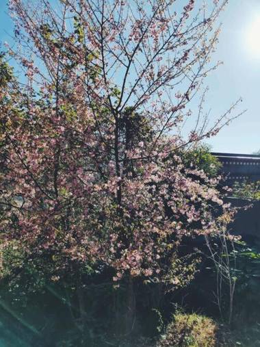 Mud House Cottage & Sauna - McleodGanj