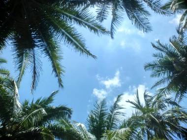 Crossbill Beach Resort