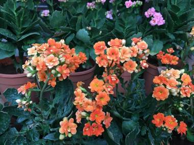 Villa at Tarudhan Valley Golf Resort