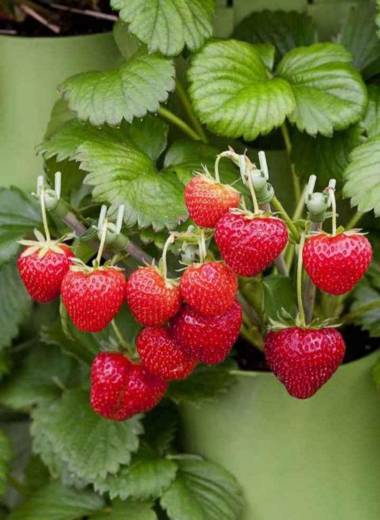 Coorg Daffodil Guesthouse