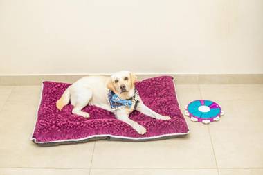 Aurika Coorg - Luxury by Lemon Tree Hotels