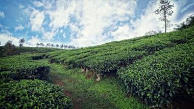 The Windflower Resort & Spa Vythiri