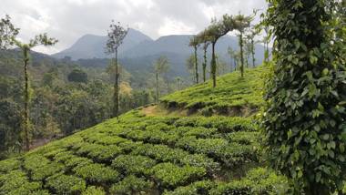Green Garden Jasmin Cottage