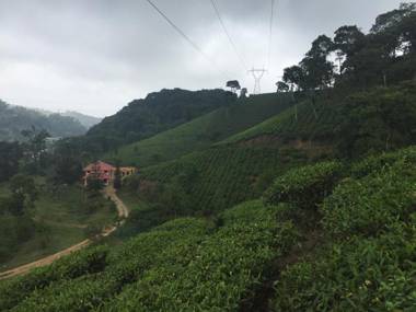 Tea Trees Service Villas