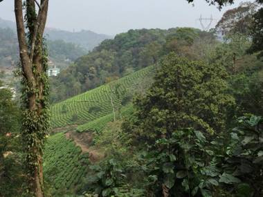 Tea Trees Service Villas