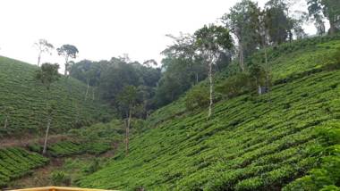 Tea Trees Service Villas