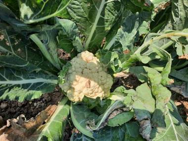 Rishanialaya - An Exclusive Affair by the River