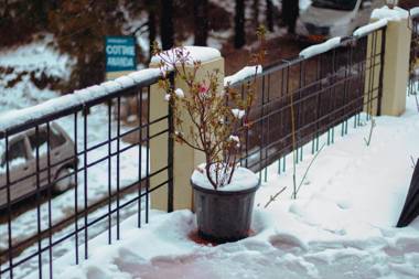 THEHIMALAYANLIVING WHISTLING PINES