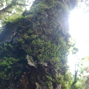 Orchard Hill Retreat