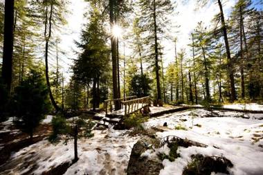 Zostel Homes Mashobra (Shimla)