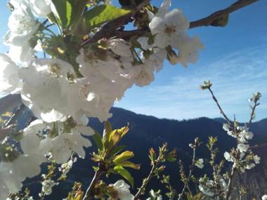 Tethys Himalaya Narkanda