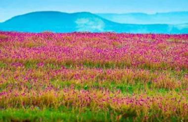 Vamoose Laxmi Hill Resort