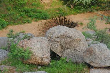 Araavali Trails - A Nature Resort