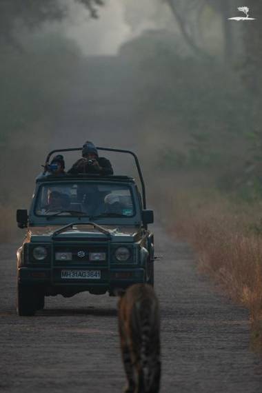 Red Earth Tadoba