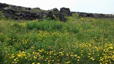 Live as Locals Apartments