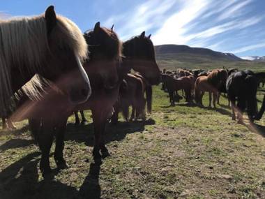Syðra-Skörðugil Guesthouse