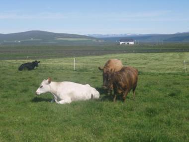 Ljósavatn Farmstay-Heimagisting