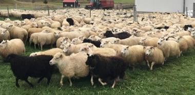 Guesthouse Hof in Vatnsdalur