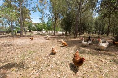 Villa Pizzi by BarbarHouse