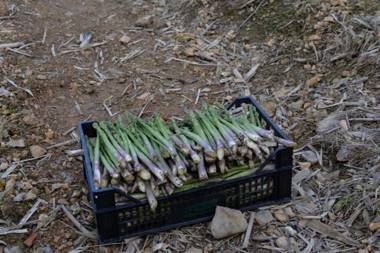 Agriturismo Al Robale