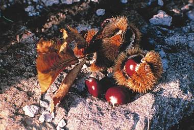 Park Hotel La Pineta