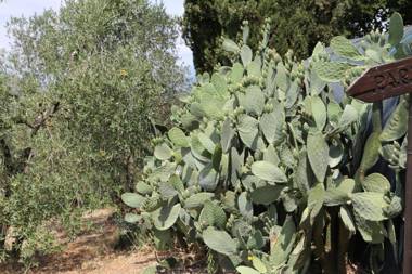 Agriturismo - Collina Toscana Resort