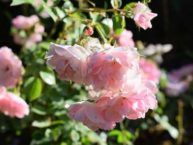 Farmhouse in Vinci with Swimming Pool Terrace Garden BBQ