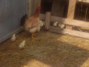 Agriturismo La Dimora Del Contadino