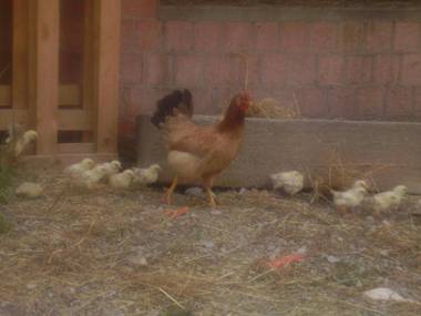 Agriturismo La Dimora Del Contadino