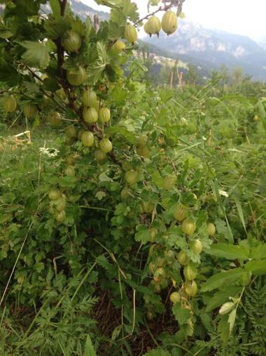 Agritur Soreie - Azienda Agricola Biologica