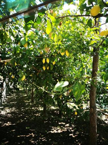 Agriturismo Nonno Luigino