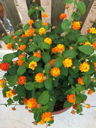 Il Nido della Buonanotte 1