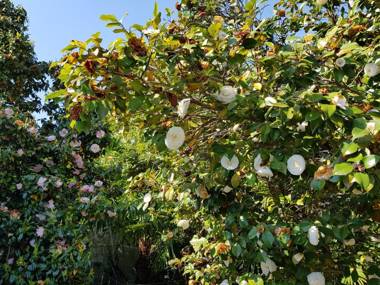 Residence Venus Garden