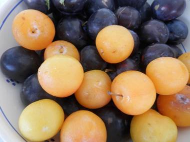 Agriturismo Salento D'Arare