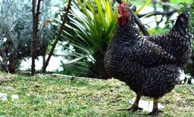 Agriturismo Il Tintore