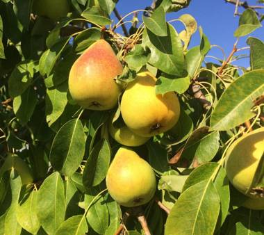 Agriturismo Turudhis