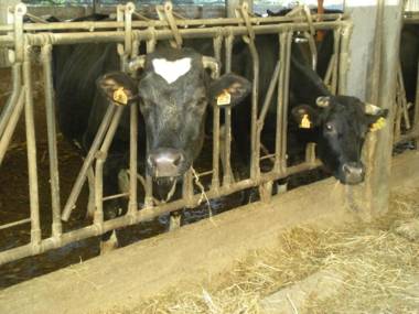 Agriturismo Ae Noseare