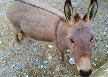 Agriturismo Monte Acuto - natura mare & tanto relax