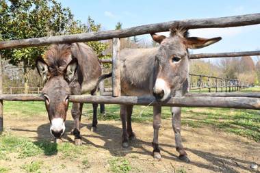 Venicegreen Agriresort