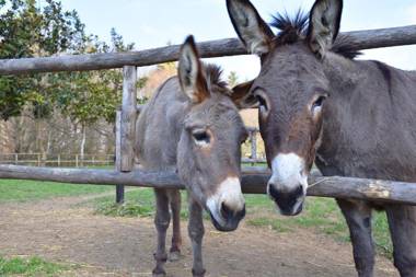 Venicegreen Agriresort