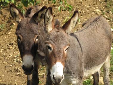 Agriturismo & Winery Il Bacio