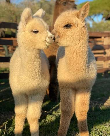Agriturismo Piani Della Marina
