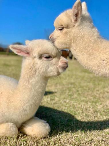 Agriturismo Piani Della Marina