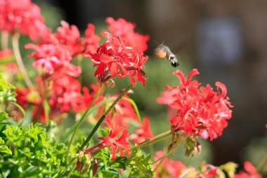 Agriturismo Il Caggio