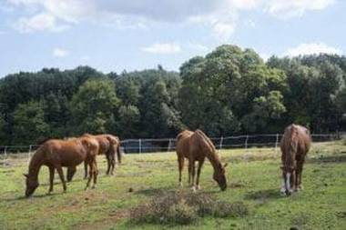 Agriturismo Poggio ai Legni