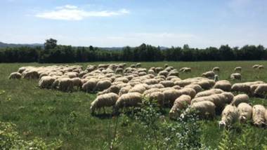 Apartment in an organic agriturismo with sheep pool quiet location