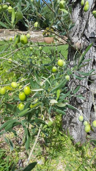 Agriturismo Sant' Elia
