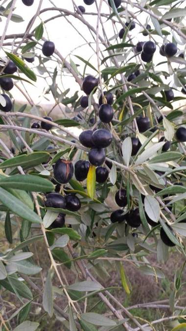 Agriturismo Il Poggiarello